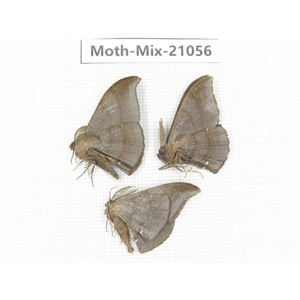 Moths sp. China, Sichuan, Ganzi, Mt.Gonggashan. 3Pcs. Moth-Mix-21056.