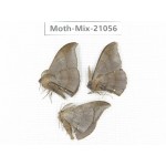 Moths sp. China, Sichuan, Ganzi, Mt.Gonggashan. 3Pcs. Moth-Mix-21056.