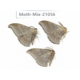 Moths sp. China, Sichuan, Ganzi, Mt.Gonggashan. 3Pcs. Moth-Mix-21056.