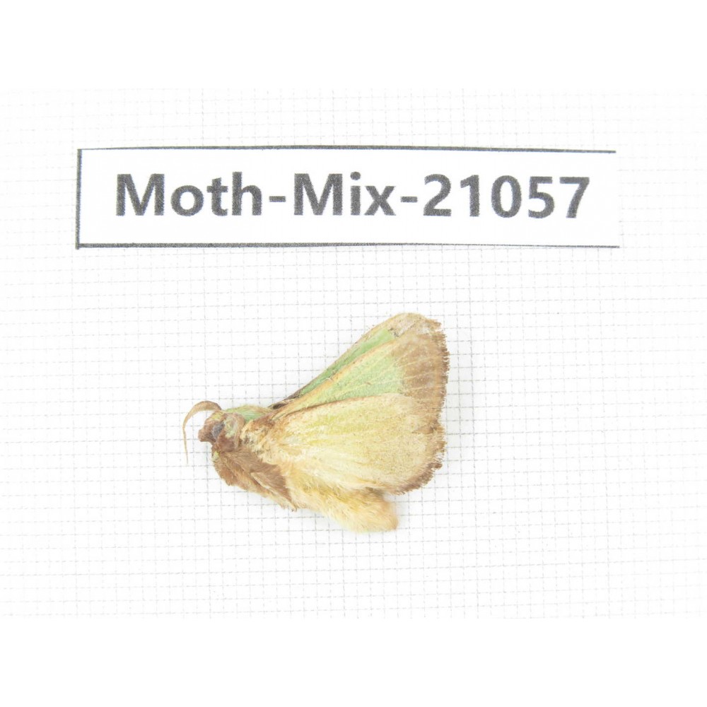 Moths sp. China, Sichuan, Ganzi, Mt.Gonggashan. 1Pcs. Moth-Mix-21057.