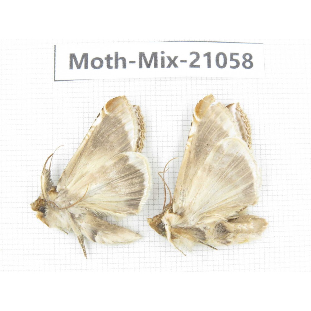Moths sp. China, Sichuan, Ganzi, Mt.Gonggashan. 2Pcs. Moth-Mix-21058.