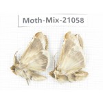 Moths sp. China, Sichuan, Ganzi, Mt.Gonggashan. 2Pcs. Moth-Mix-21058.