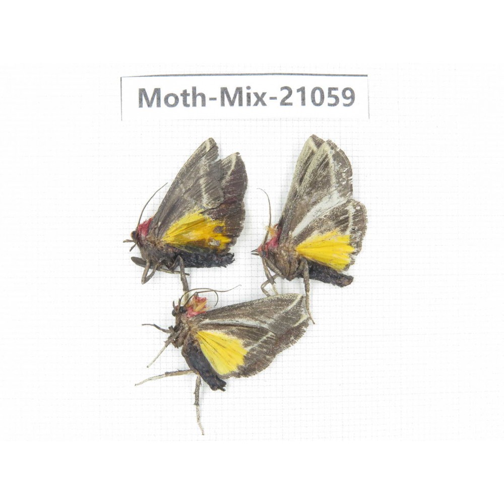 Moths sp. China, Sichuan, Ganzi, Mt.Gonggashan. 3Pcs. Moth-Mix-21059.