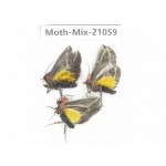 Moths sp. China, Sichuan, Ganzi, Mt.Gonggashan. 3Pcs. Moth-Mix-21059.
