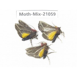Moths sp. China, Sichuan, Ganzi, Mt.Gonggashan. 3Pcs. Moth-Mix-21059.