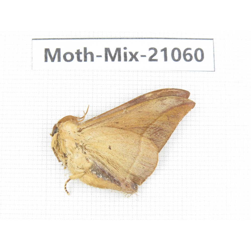 Moths sp. China, Sichuan, Ganzi, Mt.Gonggashan. 1Pcs. Moth-Mix-21060.