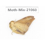 Moths sp. China, Sichuan, Ganzi, Mt.Gonggashan. 1Pcs. Moth-Mix-21060.