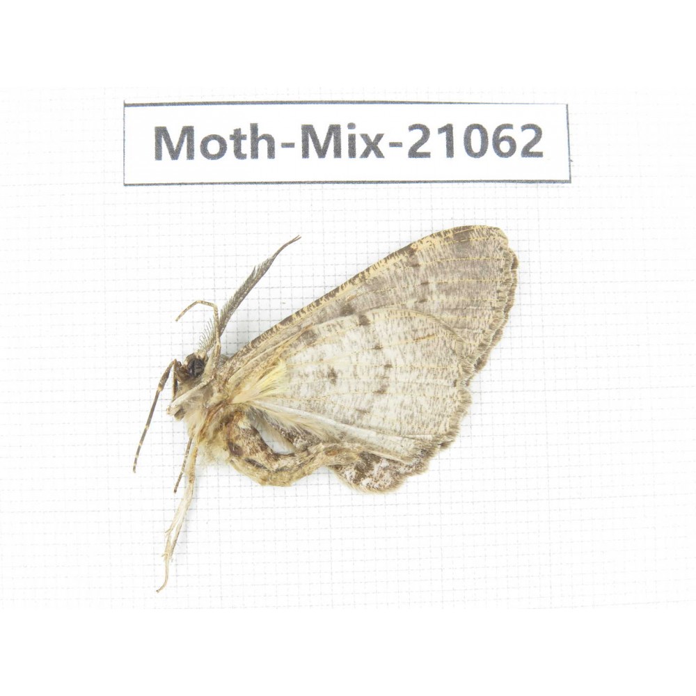 Moths sp. China, Sichuan, Ganzi, Mt.Gonggashan. 1Pcs. Moth-Mix-21062.
