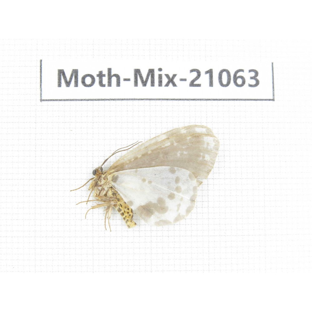 Moths sp. China, Sichuan, Ganzi, Mt.Gonggashan. 1Pcs. Moth-Mix-21063.