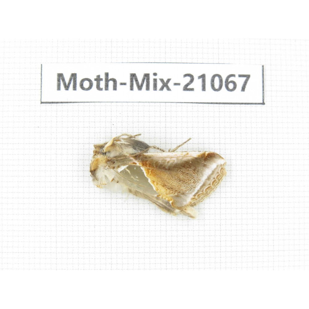 Moths sp. China, Sichuan, Ganzi, Mt.Gonggashan. 1Pcs. Moth-Mix-21067.