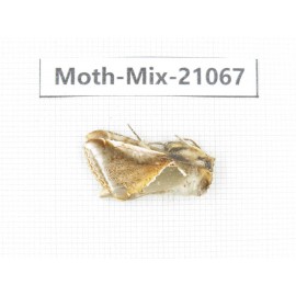 Moths sp. China, Sichuan, Ganzi, Mt.Gonggashan. 1Pcs. Moth-Mix-21067.