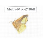 Moths sp. China, Sichuan, Ganzi, Mt.Gonggashan. 1Pcs. Moth-Mix-21068.