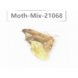 Moths sp. China, Sichuan, Ganzi, Mt.Gonggashan. 1Pcs. Moth-Mix-21068.