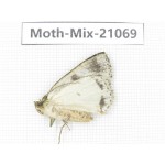 Moths sp. China, Sichuan, Ganzi, Mt.Gonggashan. 1Pcs. Moth-Mix-21069.