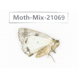 Moths sp. China, Sichuan, Ganzi, Mt.Gonggashan. 1Pcs. Moth-Mix-21069.