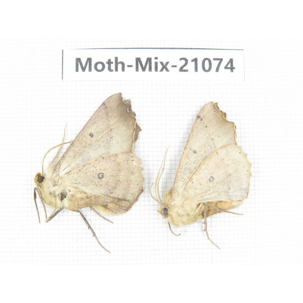 Moths sp. China, Sichuan, Ganzi, Mt.Gonggashan. 2Pcs. Moth-Mix-21074.