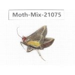 Moths sp. China, Sichuan, Ganzi, Mt.Gonggashan. 1Pcs. Moth-Mix-21075.