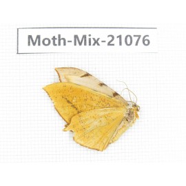 Moths sp. China, Sichuan, Ganzi, Mt.Gonggashan. 1Pcs. Moth-Mix-21076.