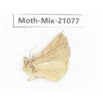 Moths sp. China, Sichuan, Ganzi, Mt.Gonggashan. 1Pcs. Moth-Mix-21077.