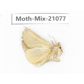Moths sp. China, Sichuan, Ganzi, Mt.Gonggashan. 1Pcs. Moth-Mix-21077.
