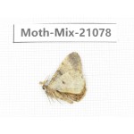 Moths sp. China, Sichuan, Ganzi, Mt.Gonggashan. 1Pcs. Moth-Mix-21078.