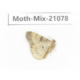 Moths sp. China, Sichuan, Ganzi, Mt.Gonggashan. 1Pcs. Moth-Mix-21078.