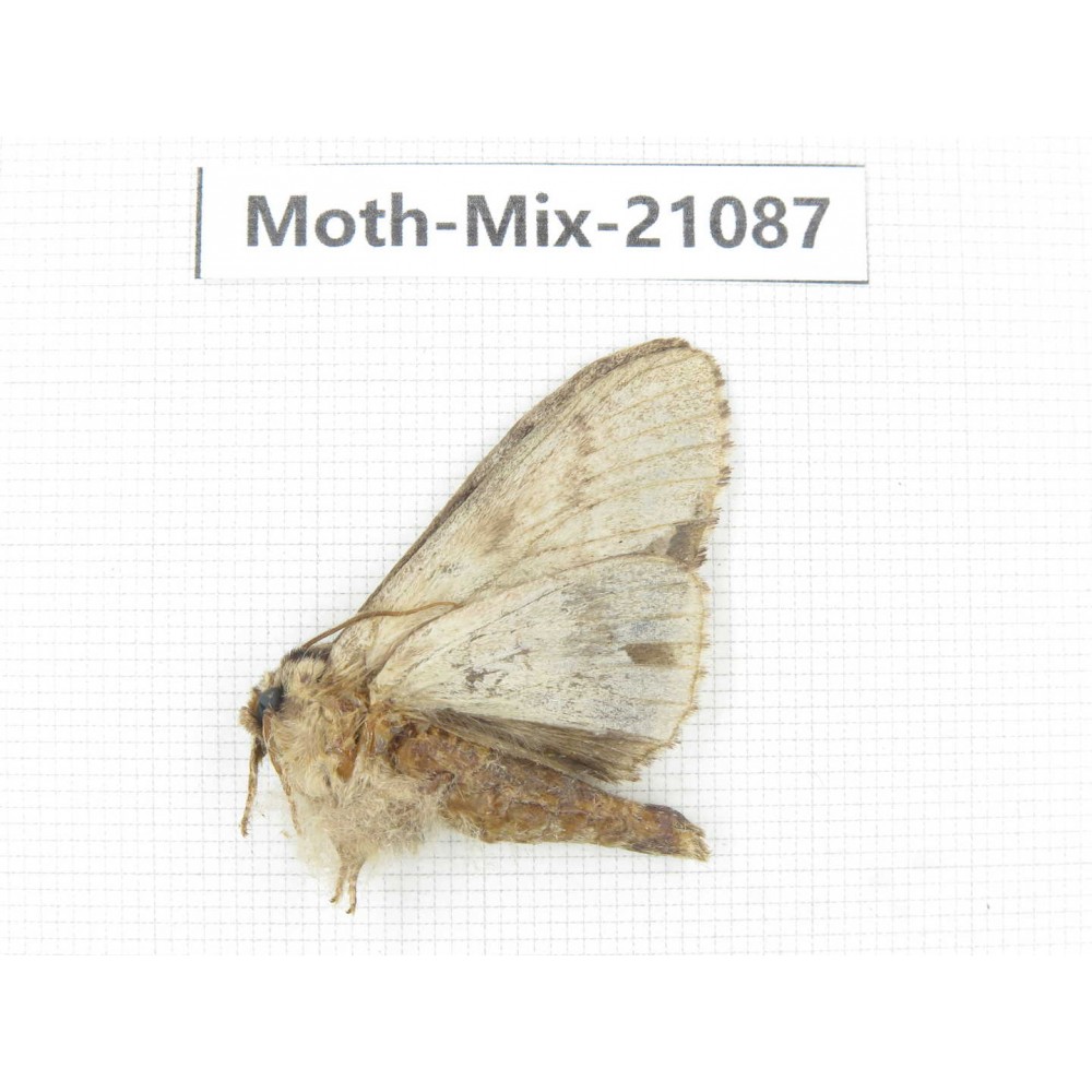 Moths sp. China, Sichuan, Ganzi, Mt.Gonggashan. 1Pcs. Moth-Mix-21087.