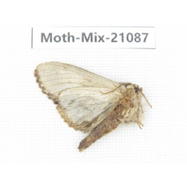 Moths sp. China, Sichuan, Ganzi, Mt.Gonggashan. 1Pcs. Moth-Mix-21087.