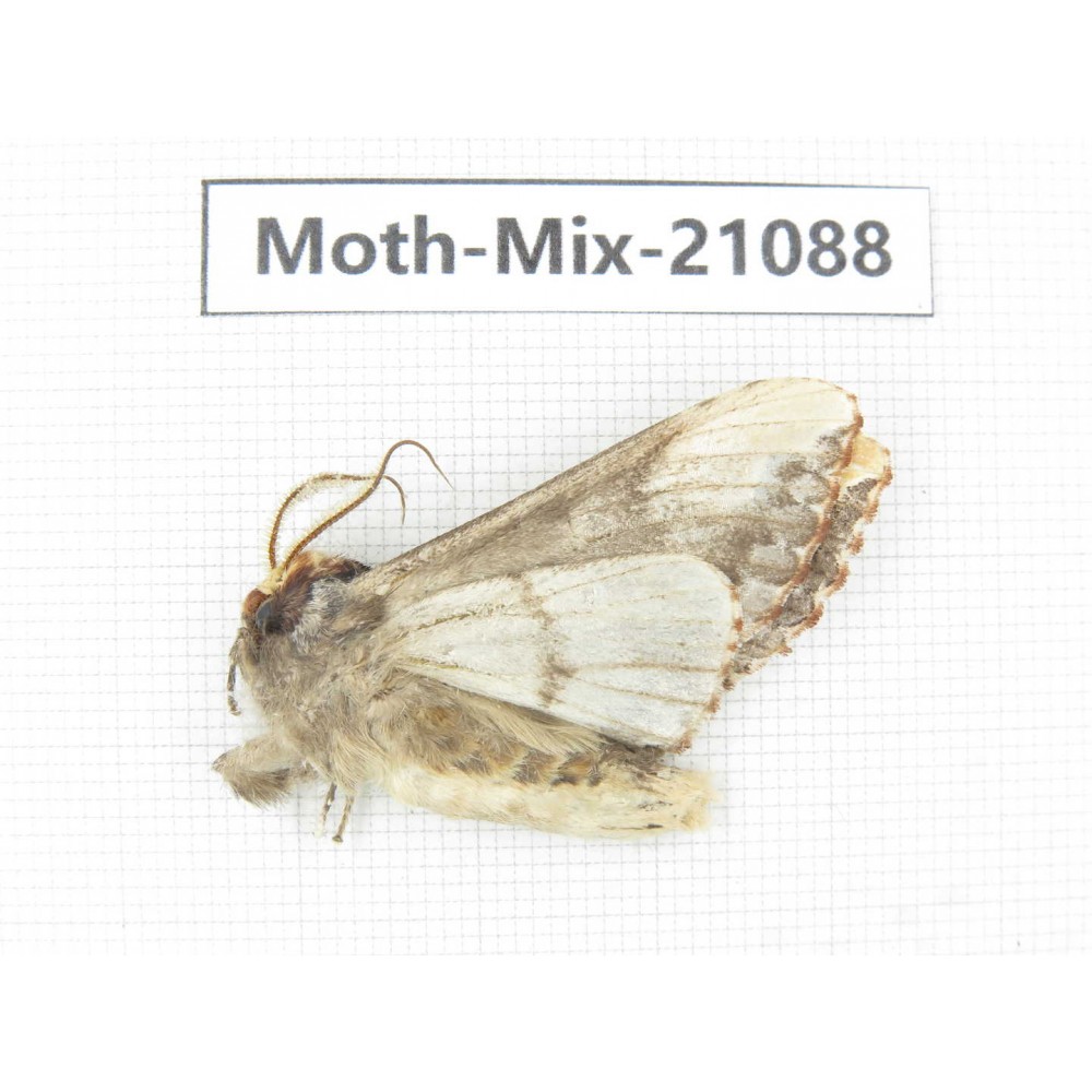 Moths sp. China, Sichuan, Ganzi, Mt.Gonggashan. 1Pcs. Moth-Mix-21088.