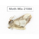 Moths sp. China, Sichuan, Ganzi, Mt.Gonggashan. 1Pcs. Moth-Mix-21088.