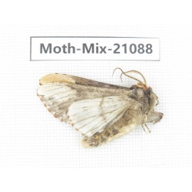 Moths sp. China, Sichuan, Ganzi, Mt.Gonggashan. 1Pcs. Moth-Mix-21088.