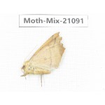 Moths sp. China, Sichuan, Ganzi, Mt.Gonggashan. 1Pcs. Moth-Mix-21091.