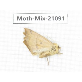 Moths sp. China, Sichuan, Ganzi, Mt.Gonggashan. 1Pcs. Moth-Mix-21091.