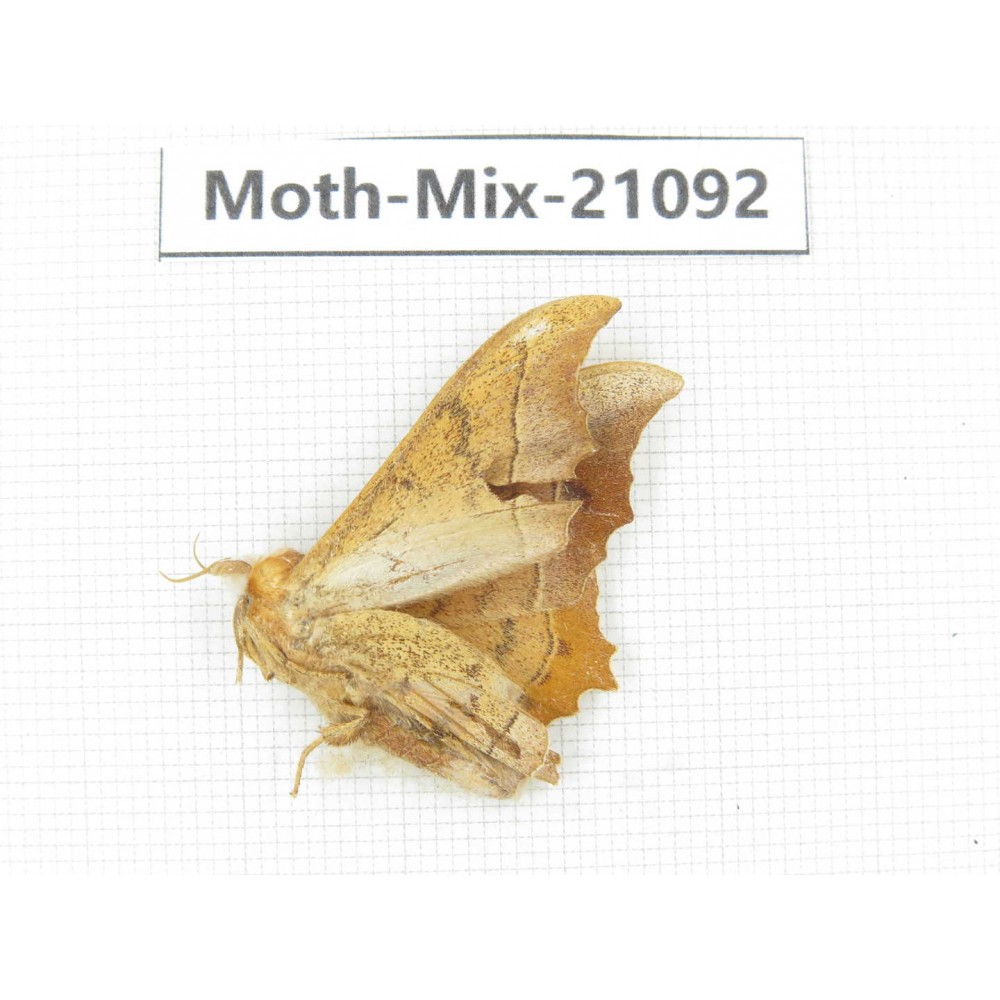 Moths sp. China, Sichuan, Ganzi, Mt.Gonggashan. 1Pcs. Moth-Mix-21092.