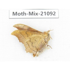 Moths sp. China, Sichuan, Ganzi, Mt.Gonggashan. 1Pcs. Moth-Mix-21092.