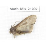 Moths sp. China, Sichuan, Ganzi, Mt.Gonggashan. 1Pcs. Moth-Mix-21097.
