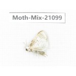 Moths sp. China, Sichuan, Ganzi, Mt.Gonggashan. 1Pcs. Moth-Mix-21099.
