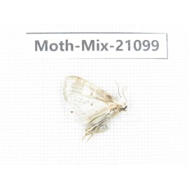 Moths sp. China, Sichuan, Ganzi, Mt.Gonggashan. 1Pcs. Moth-Mix-21099.