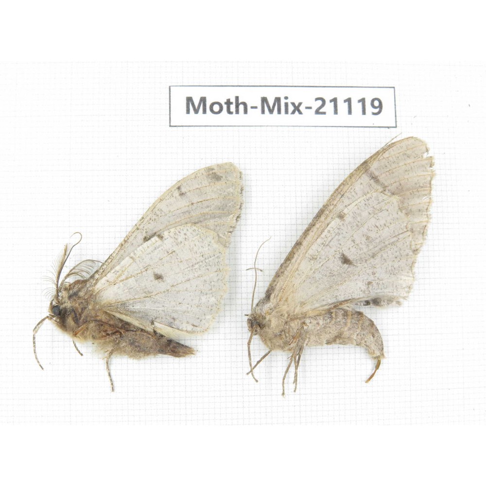 Moths sp. China, Sichuan, Ganzi, Mt.Gonggashan. 2Pcs. Moth-Mix-21119.