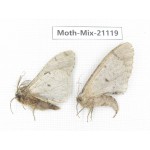 Moths sp. China, Sichuan, Ganzi, Mt.Gonggashan. 2Pcs. Moth-Mix-21119.