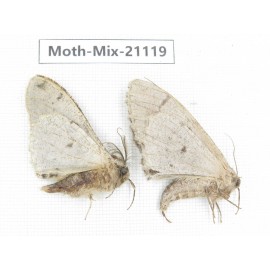 Moths sp. China, Sichuan, Ganzi, Mt.Gonggashan. 2Pcs. Moth-Mix-21119.