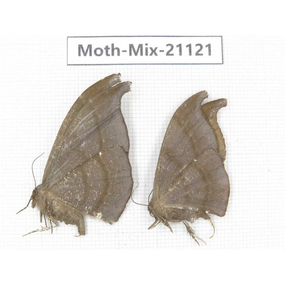 Moths sp. China, Sichuan, Ganzi, Mt.Gonggashan. 2Pcs. Moth-Mix-21121.