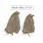 Moths sp. China, Sichuan, Ganzi, Mt.Gonggashan. 2Pcs. Moth-Mix-21121.