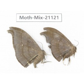 Moths sp. China, Sichuan, Ganzi, Mt.Gonggashan. 2Pcs. Moth-Mix-21121.