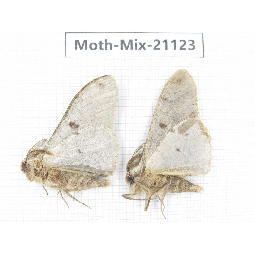 Moths sp. China, Sichuan, Ganzi, Mt.Gonggashan. 2Pcs. Moth-Mix-21123.