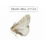 Moths sp. China, Sichuan, Ganzi, Mt.Gonggashan. 1Pcs. Moth-Mix-21124.