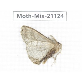 Moths sp. China, Sichuan, Ganzi, Mt.Gonggashan. 1Pcs. Moth-Mix-21124.