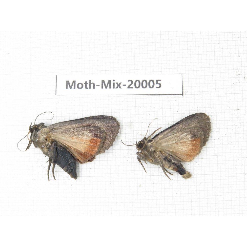 Moths sp. China, Tibet, Linzhi, Bomi county. 2Pcs. Moth-Mix-20005.