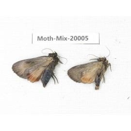 Moths sp. China, Tibet, Linzhi, Bomi county. 2Pcs. Moth-Mix-20005.