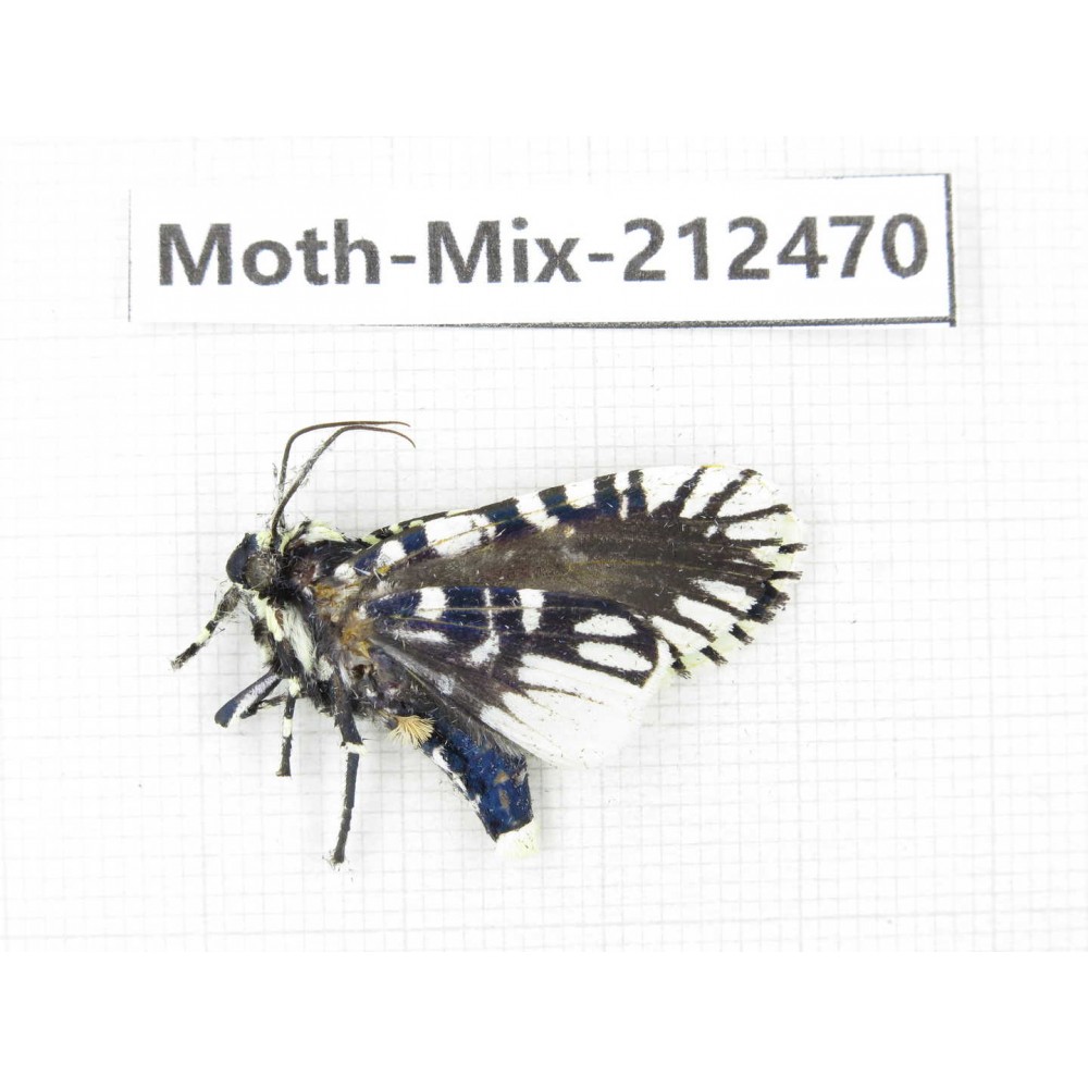 Moths sp. China, Tibet, Linzhi, Bomi county. 1Pcs. Moth-Mix-212470.
